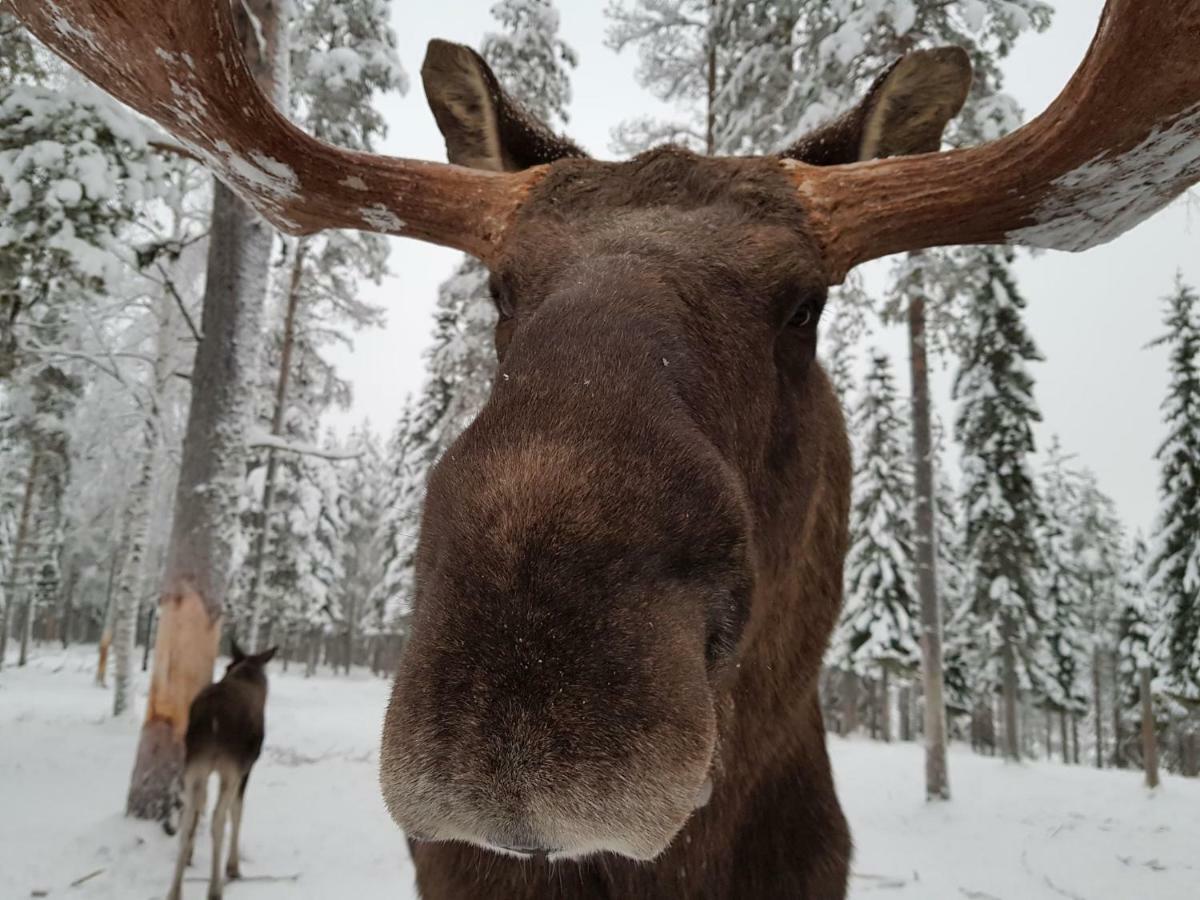 Hotel The Friendly Moose Overtornea Exterior foto